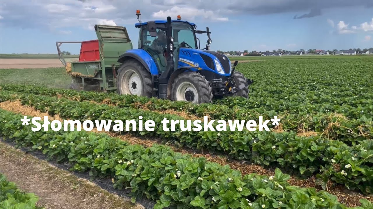 Słomowanie truskawek maszyną firmy Limbacher