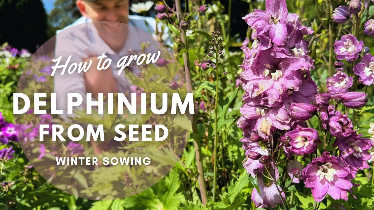 How to Grow Delphiniums from Seed | Winter Sowing Guide | Perennial Garden