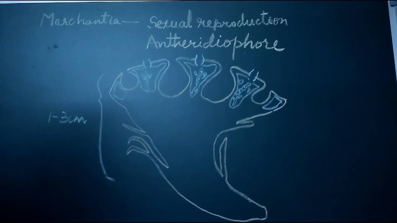 Marchantia    sexual reproduction