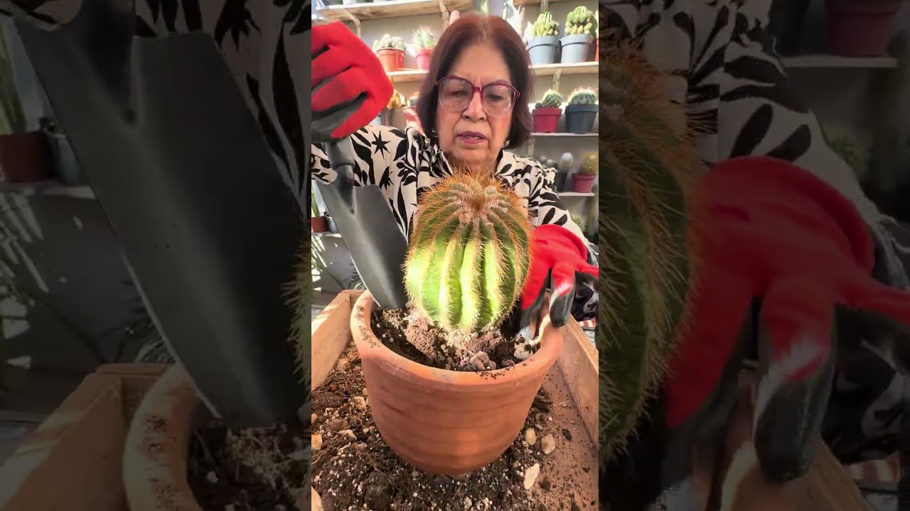 Trasplantado parodia magnifica 