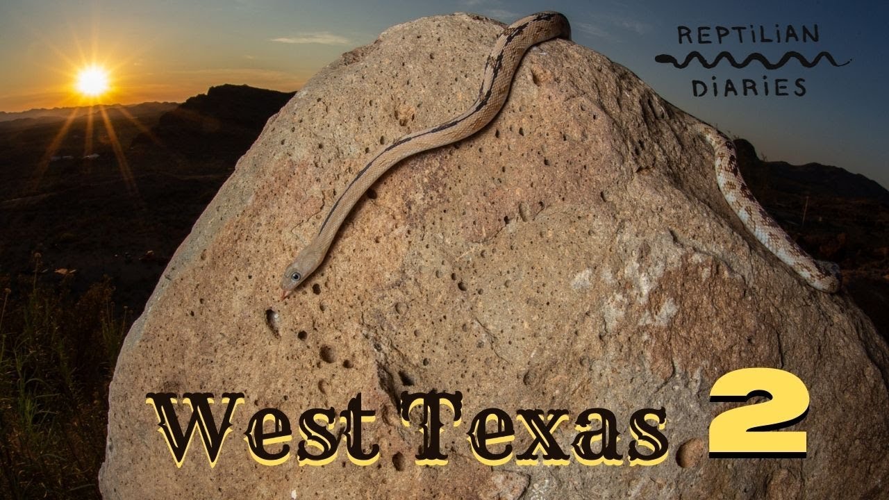 Round 2 of West Texas herping!