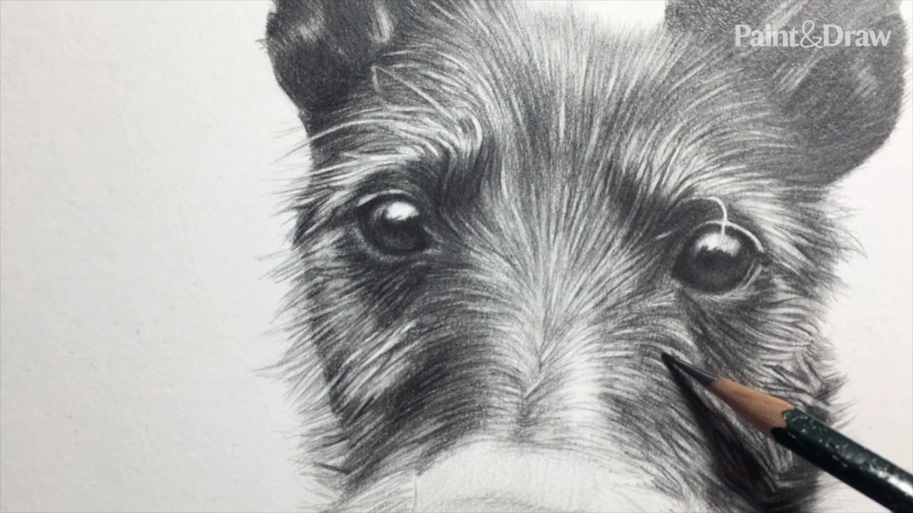 Draw a Pencil Pet Portrait