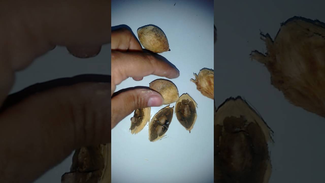 Frutas de minas!!