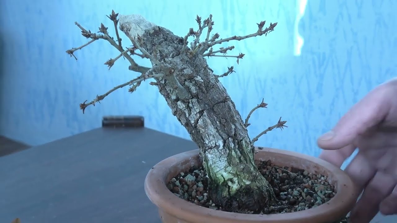 Yamadori English Oak bonsai tree