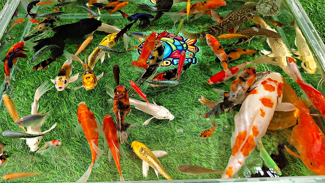 Unboxing Ikan Hias Warna Warni, Ikan Mas Koki, Ikan Oscar, Ikan Cupang, Ikan Lele, Ikan Glofish