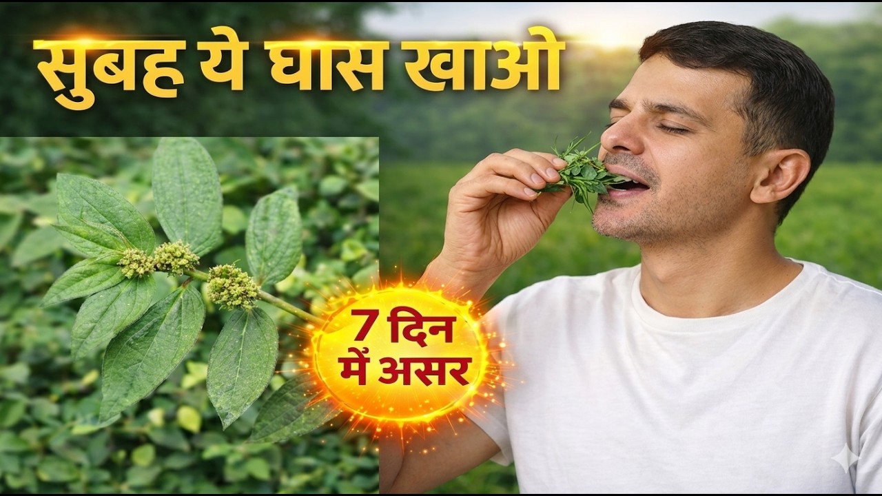 दूधी घास खाने के फायदे, नुकसान और औषधीय गुण | Bermuda Grass: Benefits, Side Effects