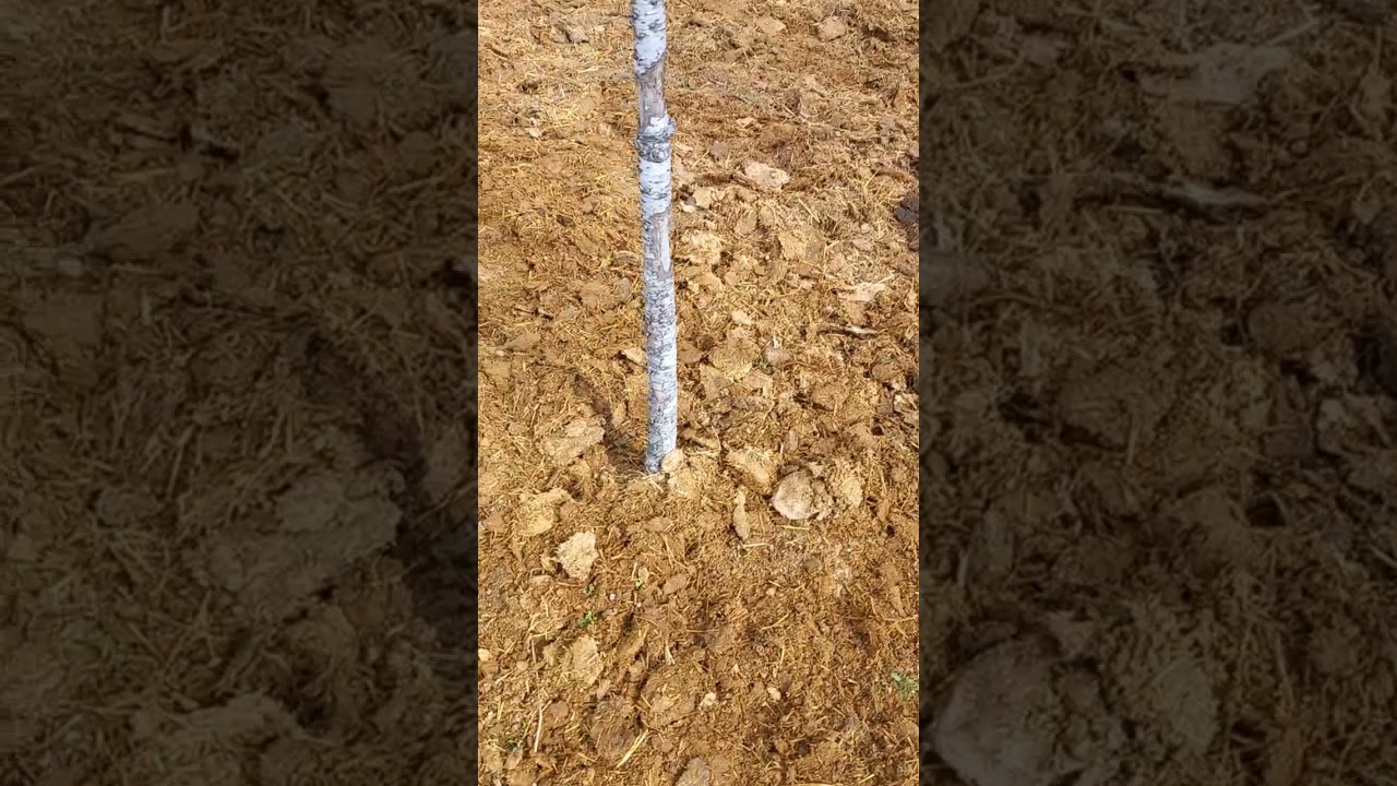 Nisan ayında Ekim dikim yapılacak bahçe hazırlıkları nasıl yapılır. 