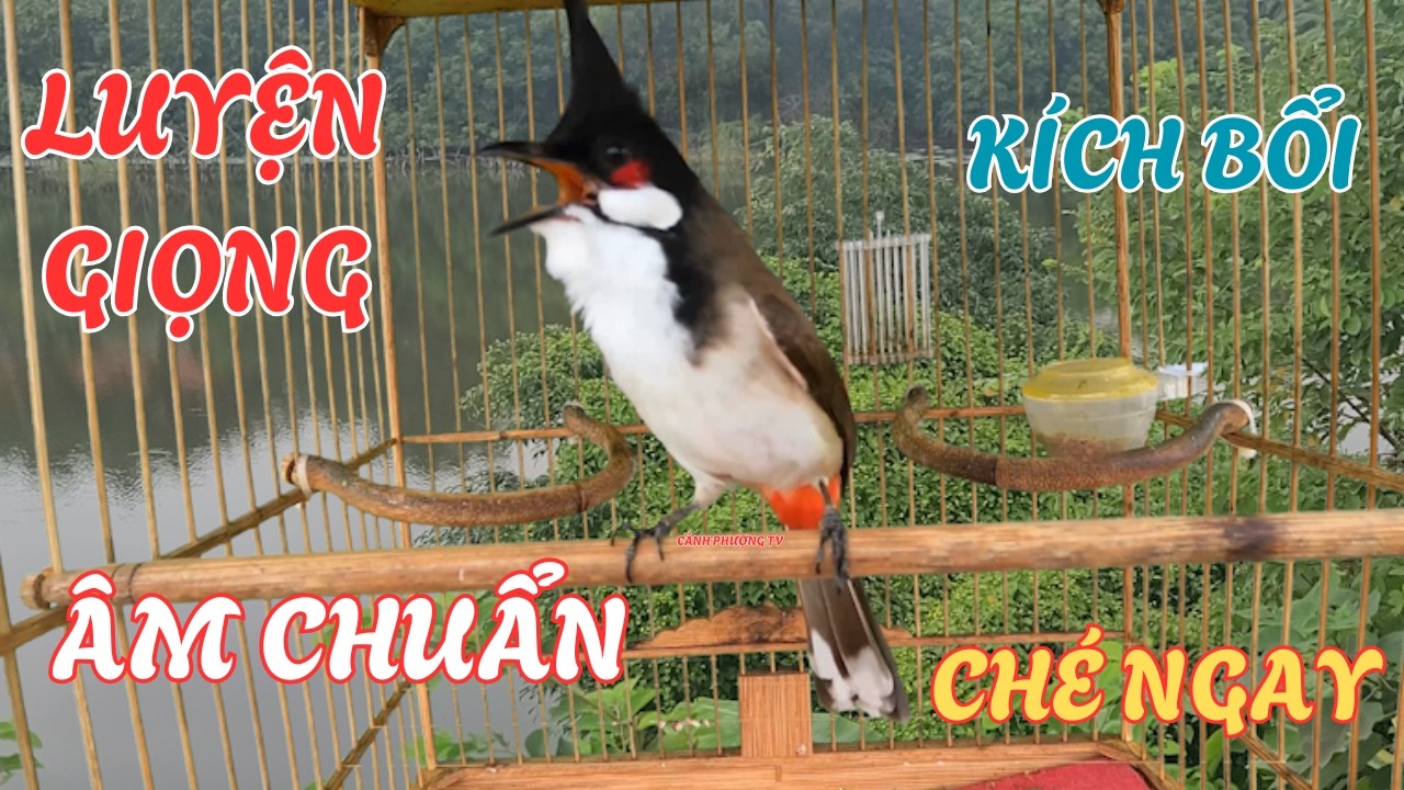 chào mào hót kích chim bổi | kích chim căng lửa | luyện giọng chào mào