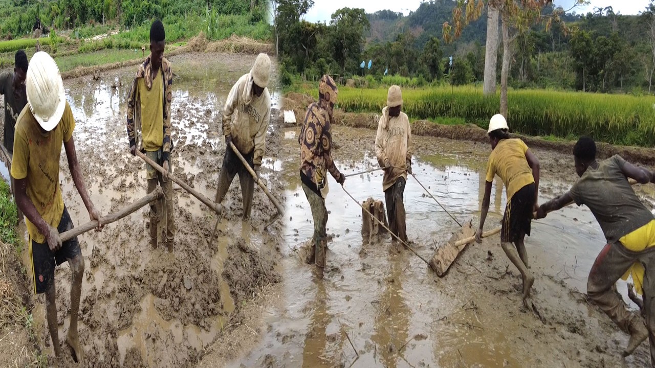 Các bạn trong trại làm Thủ công có đạt chất lượng để cấy Lúa không || Tony Phong cuộc sống Châu Phi