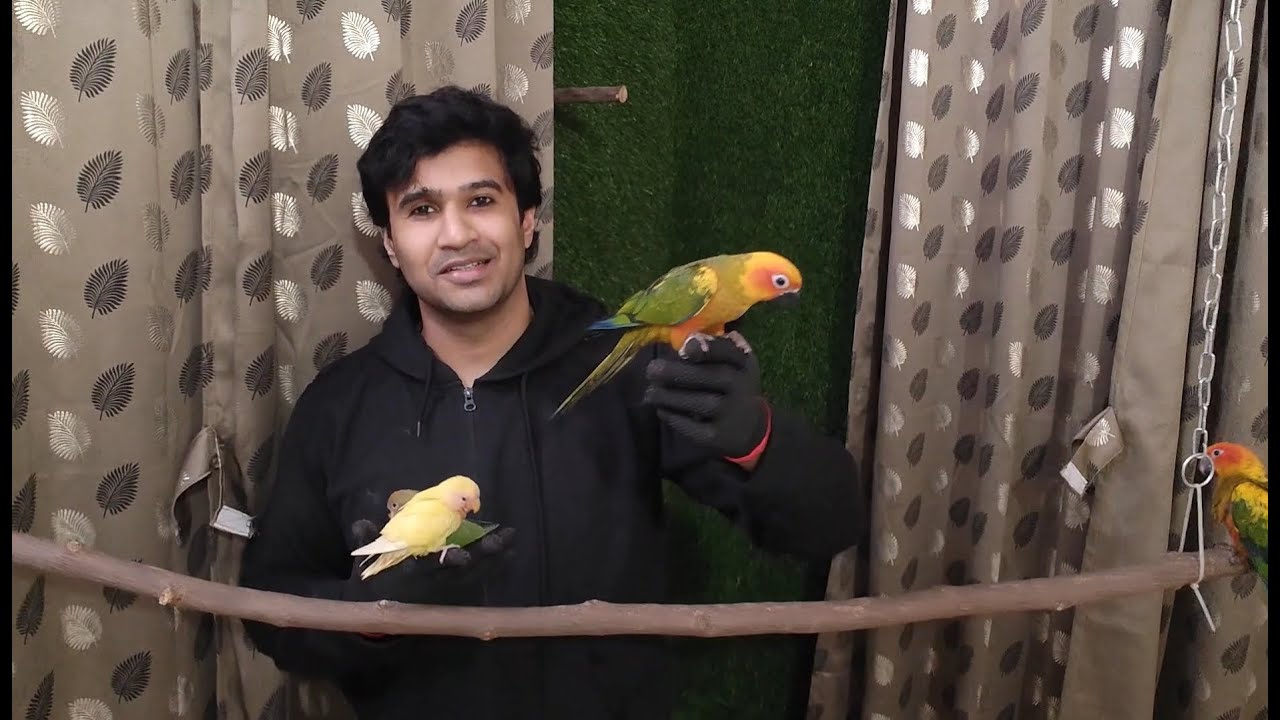 My life @Arshsbird  | Arsh's_exotic_birds | Arsh's bird aviary