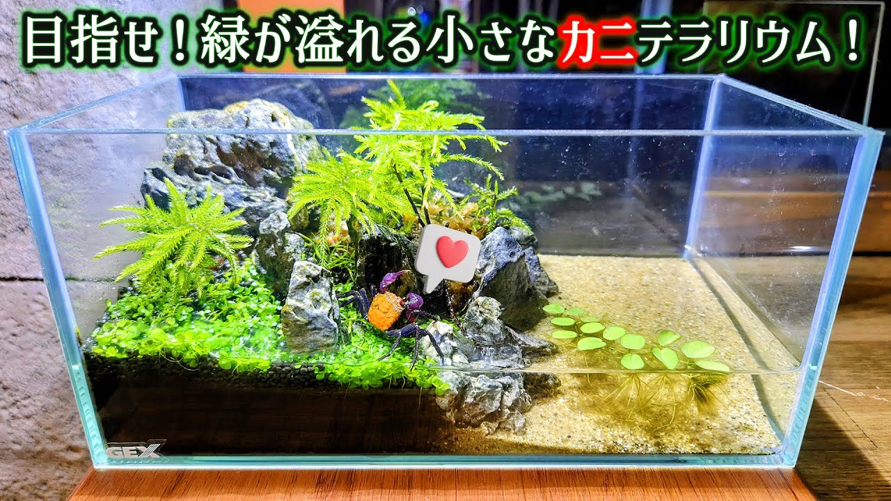 水草を食べたいカニVS増やしたい人間の戦争！