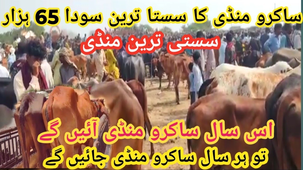 Sakro Cow Mandi Latest Update | 2025 Cow Mandi | New Update Sakro Nandi |