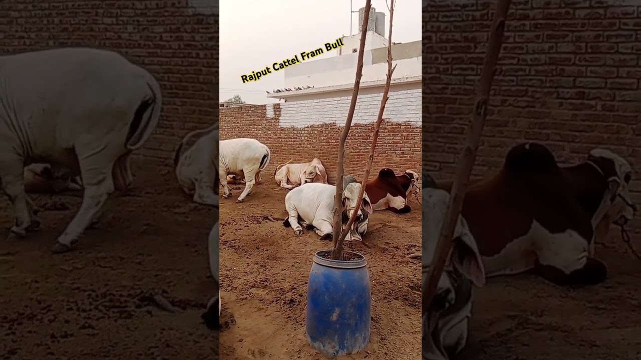 Usman Akbar #trending #cow #celebration #bull #animals #celebrationmoments