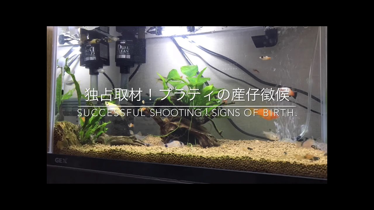 【熱帯魚飼育】プラティの出産徴候・兆候・前兆の撮影に成功！/Signs of Platy, Xiphophorus maculatus birth！【Aquarium】