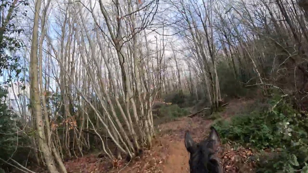 2026 01 29 Good Day bois de l'Horte