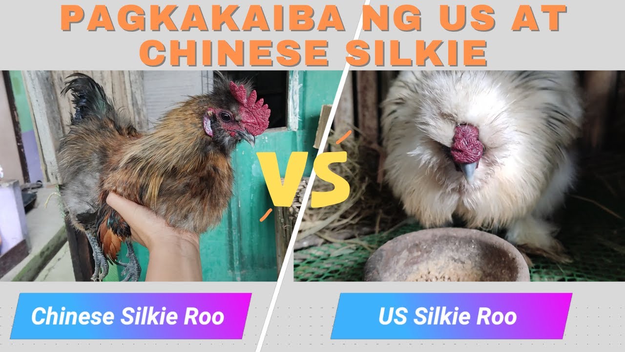 Ano nga ba ang pagkakaiba ng US at Chinese Silkie Chicken?