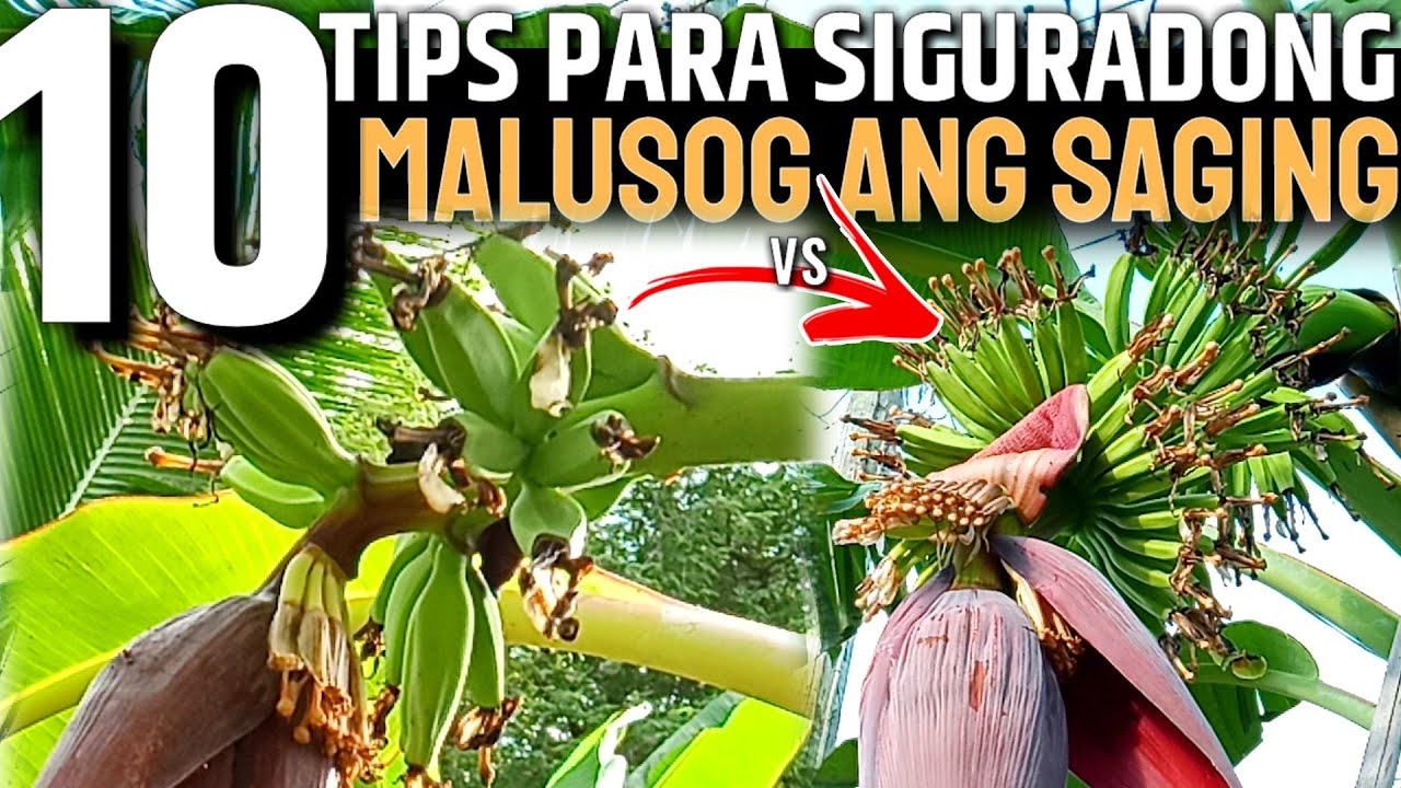 10 TIPS TO GUARANTEE YOUR BANANA WILL GROW HEALTHY | 10 TIPS PARA SIGURADONG MALUSOG ANG SAGING