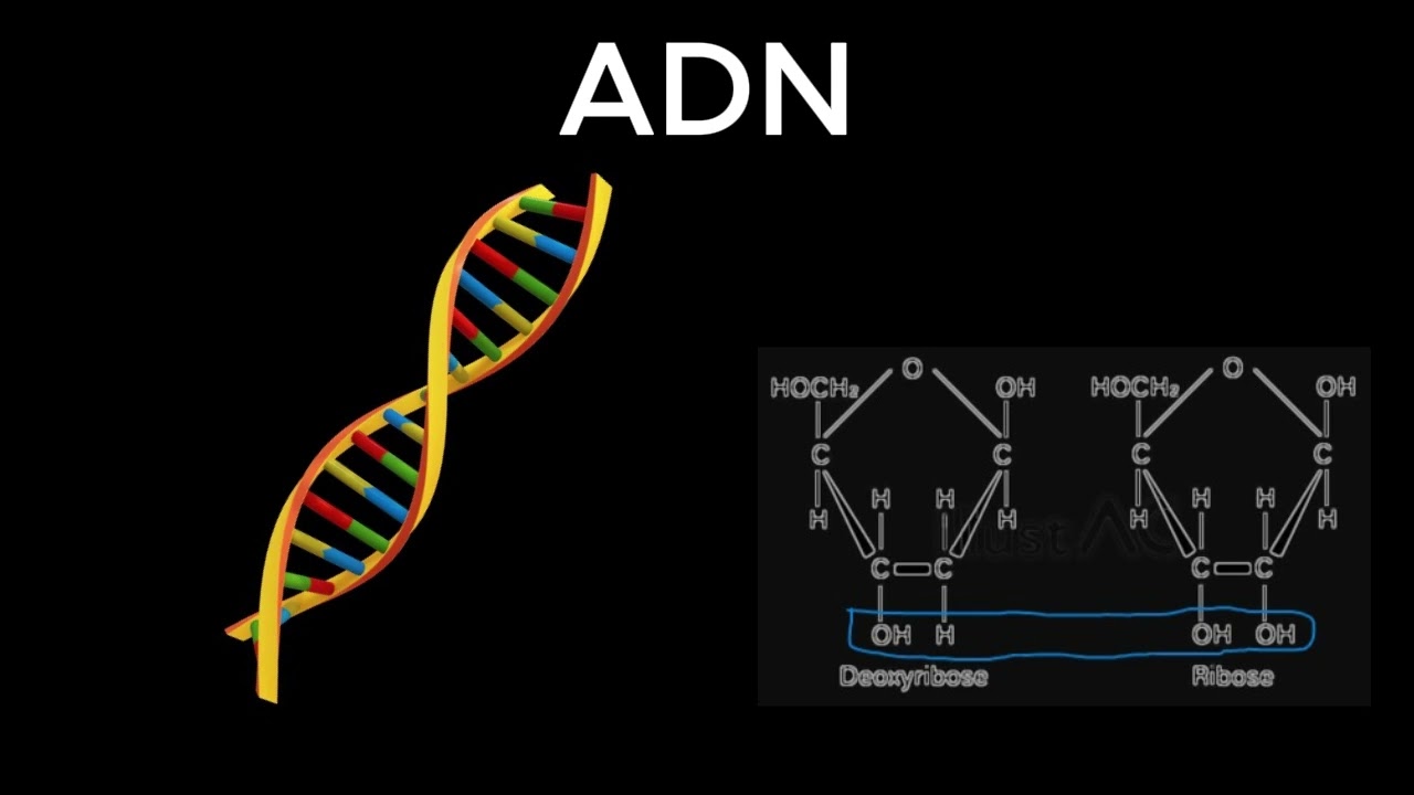 ADN notion de base