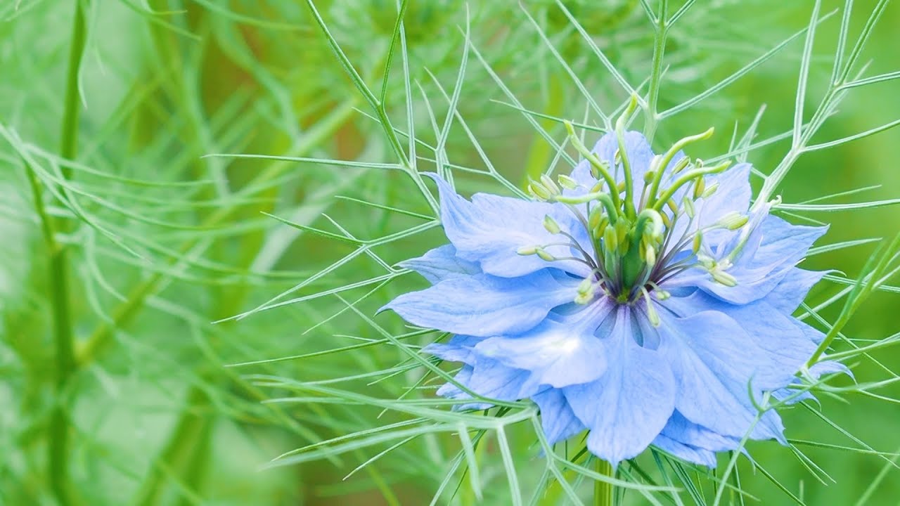 Blaue Blumen. Federleichte Blütenpracht für Romantiker.