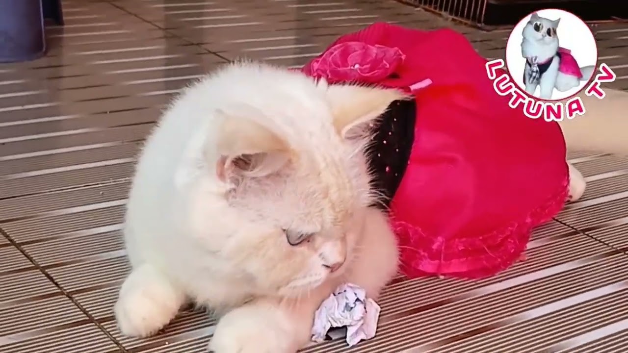 KUCING MEONG MEONG LUCU MESRA DI AWAL, RIBUT DI AKHIR