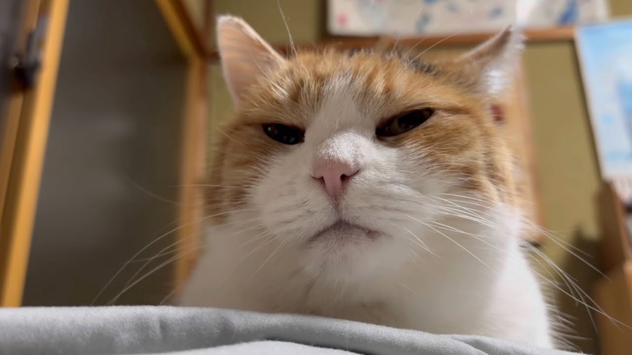 【三毛猫】私が寝るところを眺めるミケ（2025年12月24日）