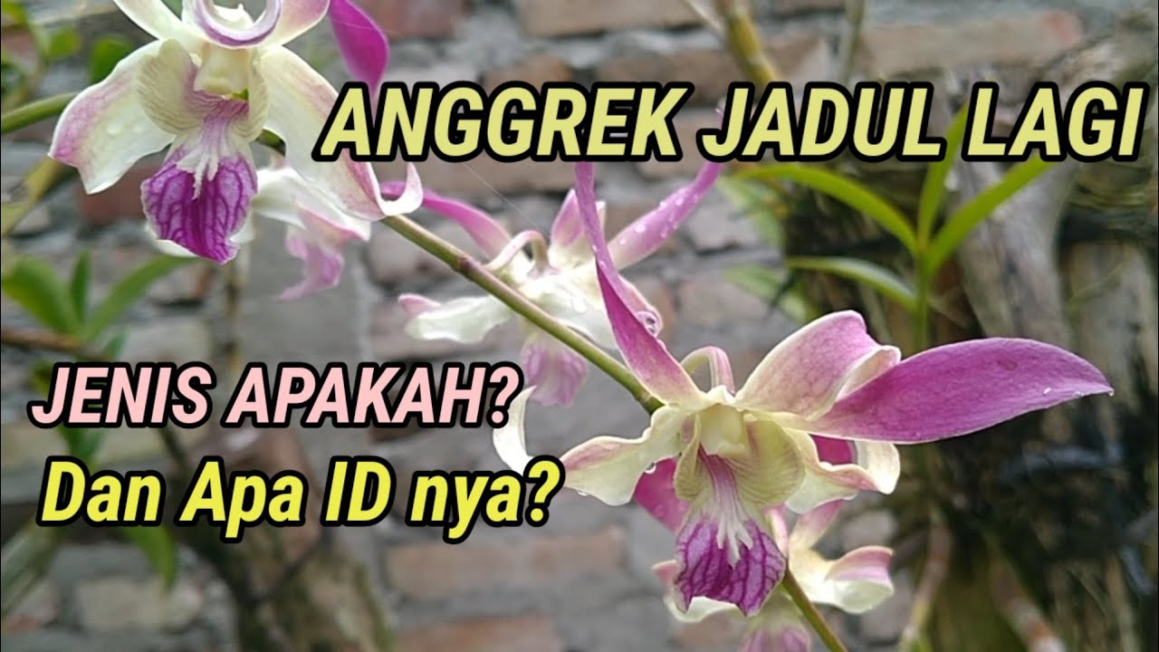 ANGGREK JADUL LAGI, Jenis Apakah? Dan Apa ID nya?