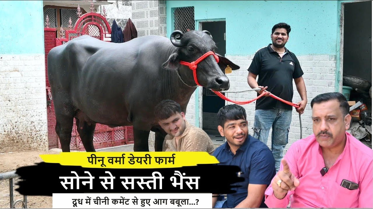 भैंस सोने से भी सस्ती है || FOR SALE 3 BUFFALO || PINU VERMA DAIRY FARM SONIPAT