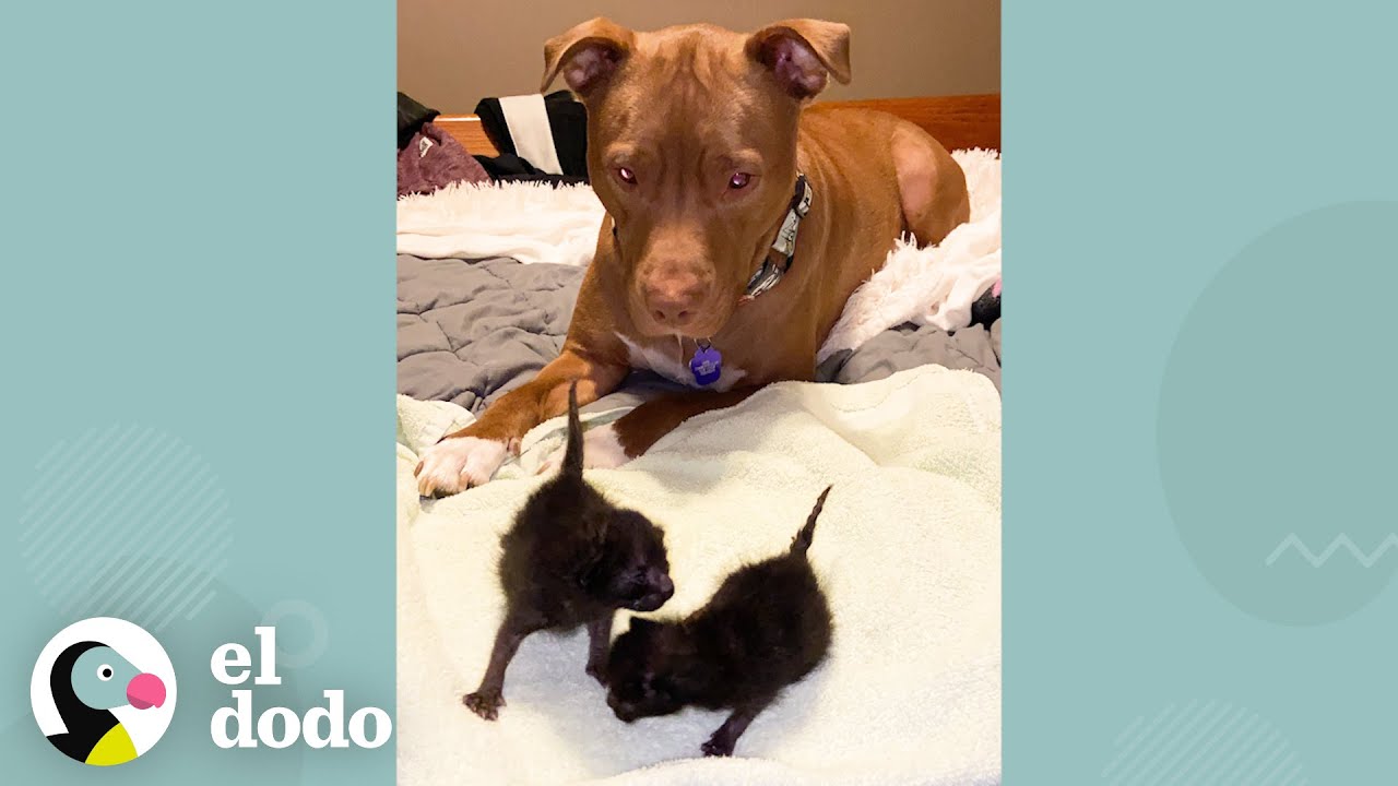 Perrito muy pequeño crece y está obsesionado con cuidar a gatitos | El Dodo