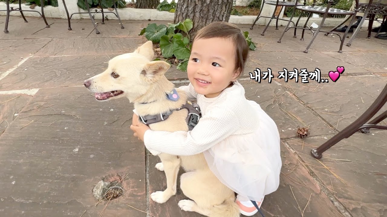 여행이 낯선 강아지를 꼬옥 안아주며 안심시켜주는 아기 (+네덜란드할배 제주도 가서 깜놀한 사건!!)