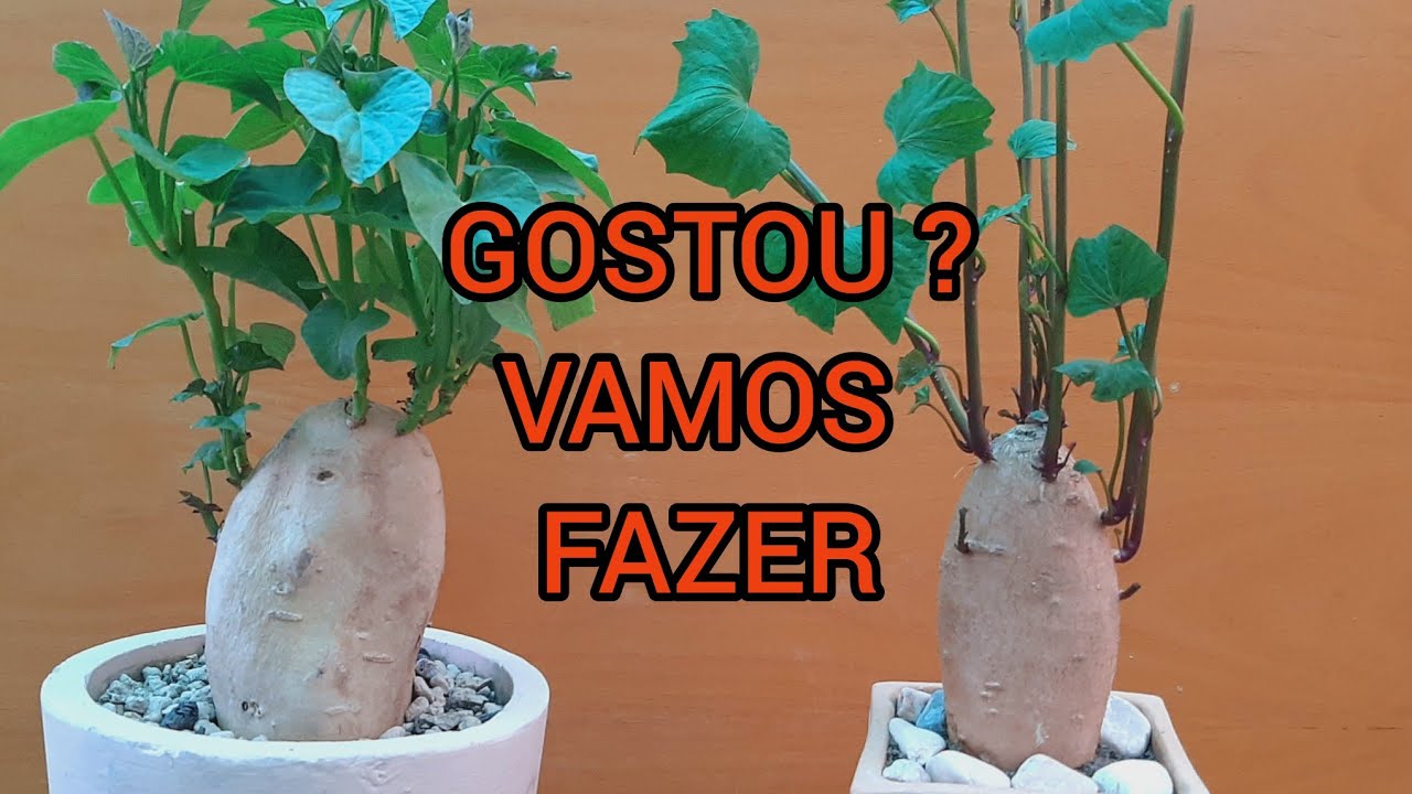 E VAMOS DE NOVIDADES, UMA IDEIA GENIAL