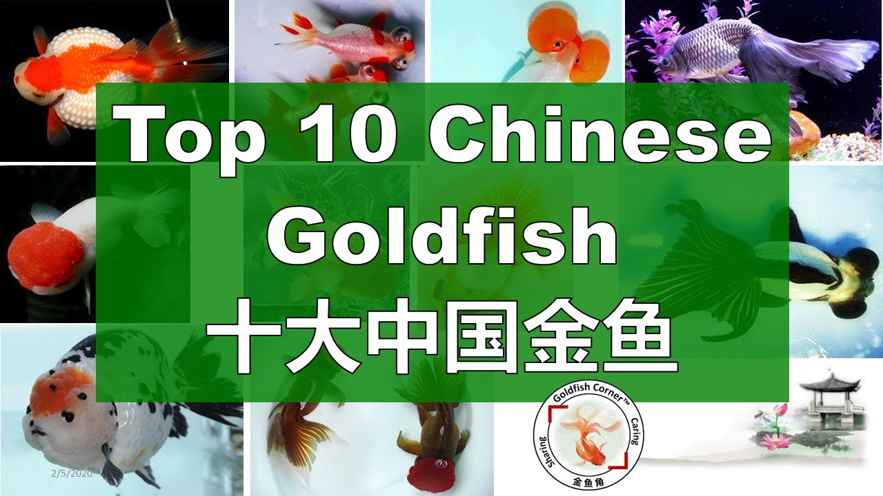 Top 10 Chinese Goldfish 中国十大金鱼 👉