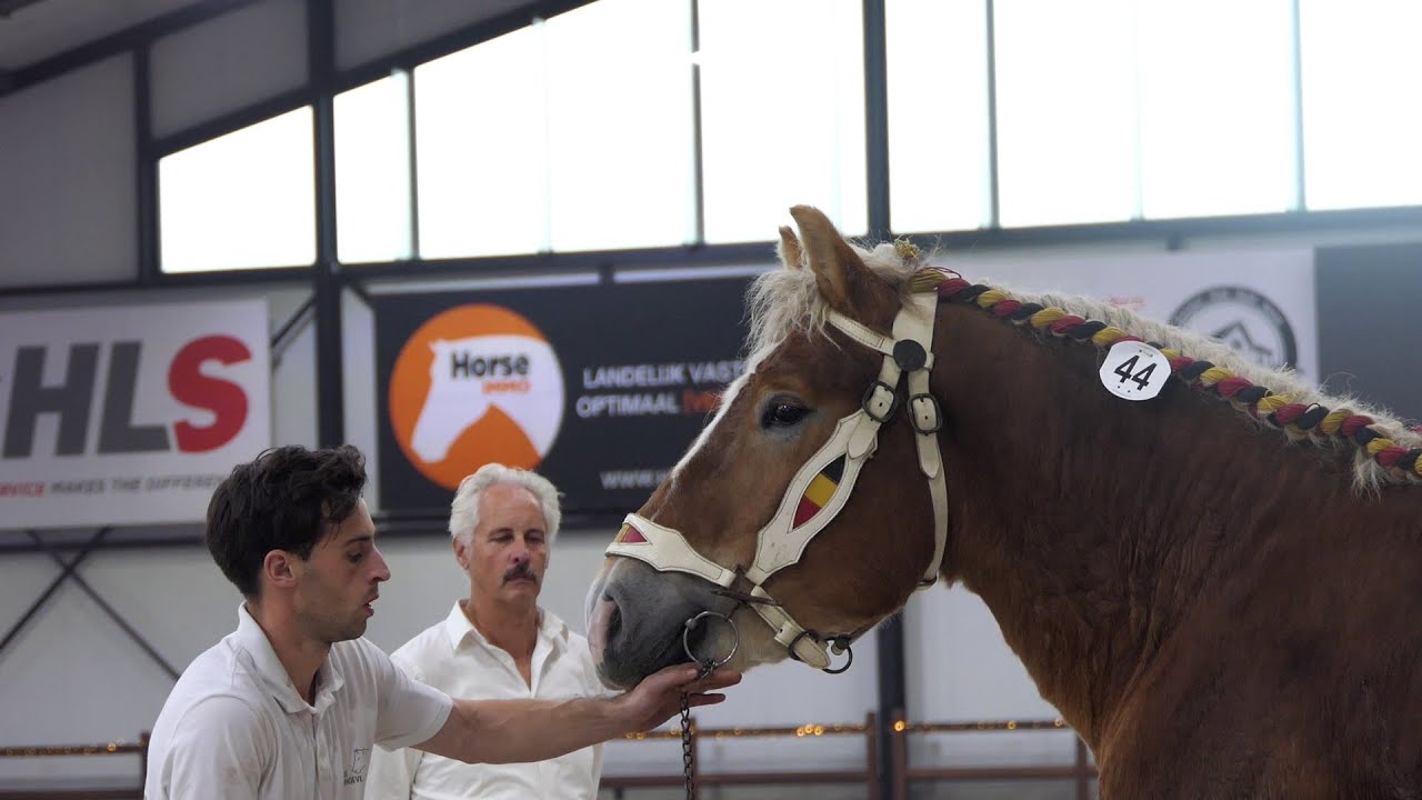 Belgian Draft Horses: inspection of a second group of stallions, with a diversity of coat colors.