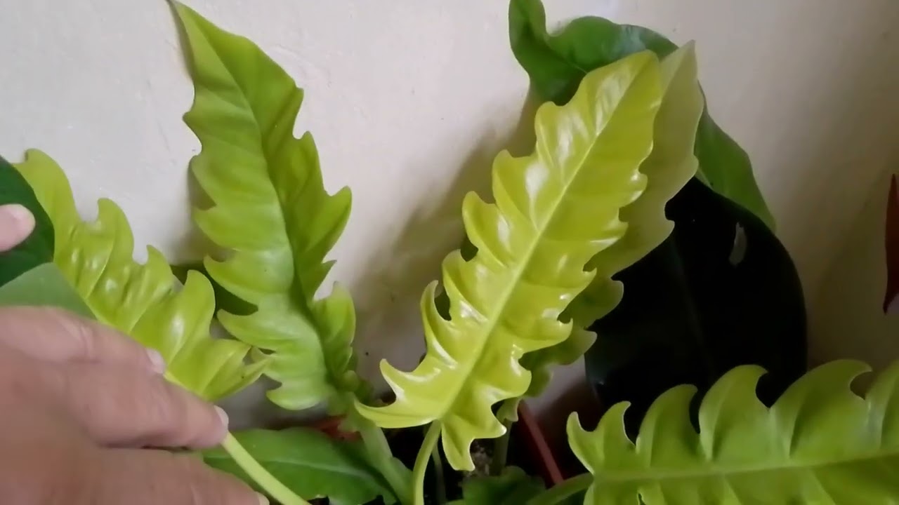 Plantas do terraço 
