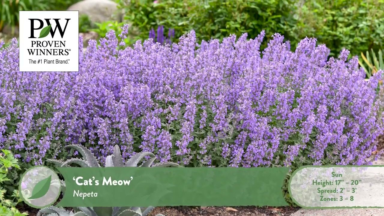 Perennial Plants for the Midwest & Great Lakes Zones 4-5