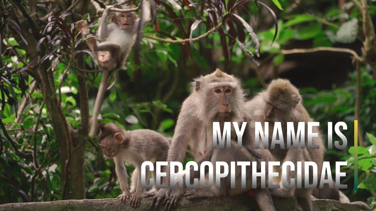 My Name is CERCOPITHECIDAE