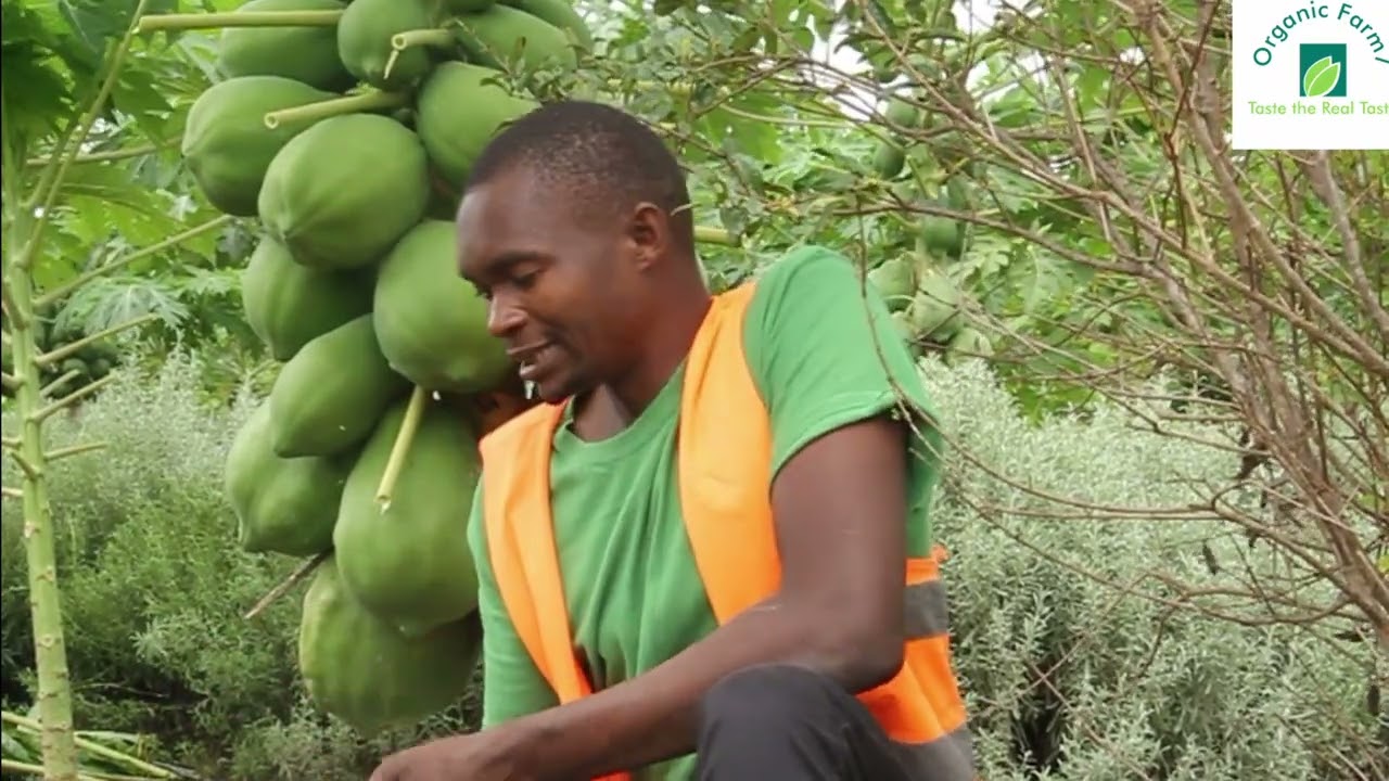 How to avoid cancer by eating Organic Food