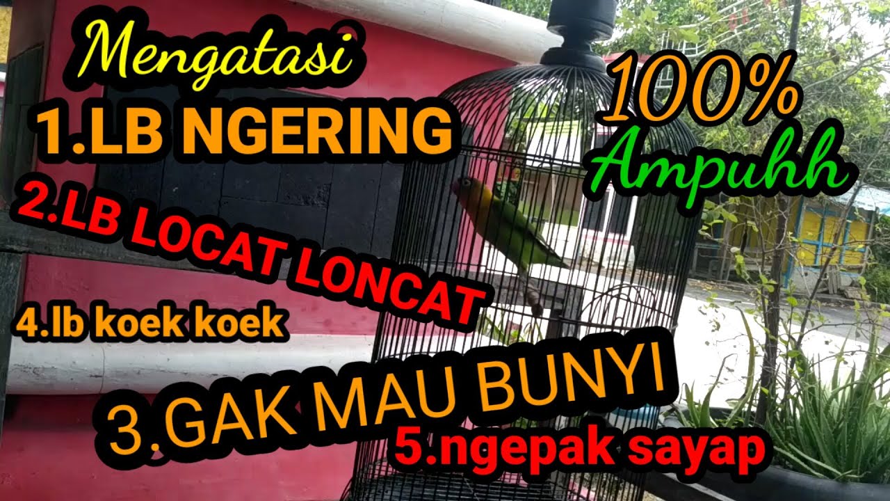 CARA MENGATASI LOVEBIRD NGRING, NGEPAK SAYAP, KOEK KOEK.