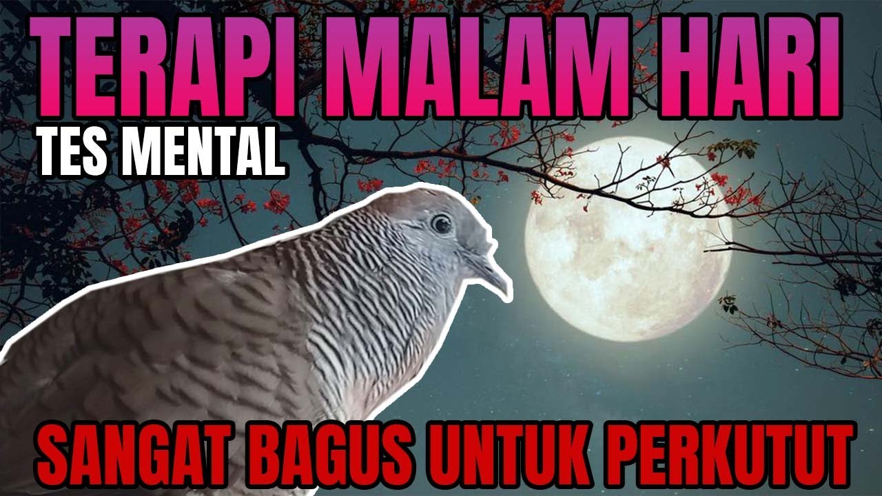 PERKUTUT lokal GACOR  suara cocok untuk pancingan MALAM HARI pasti BIKIN RIBUT