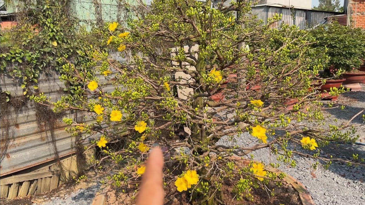 Xem lại nút nụ những cây lãi trước đó để chọn ngày lãi lá mai chơi tết cho chính xác 8/12 2025