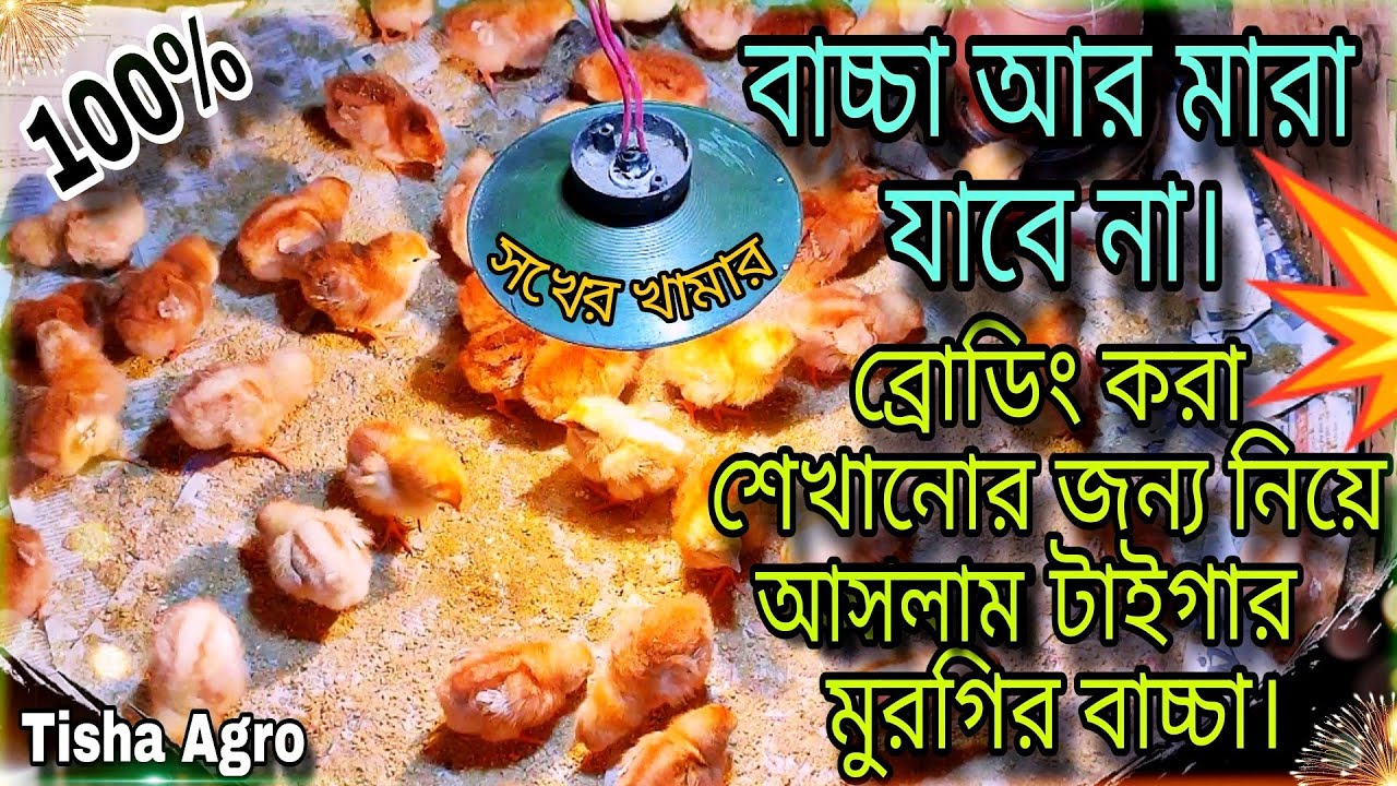 টাইগার মুরগির বাচ্চা আর মারা যাবে না 💥 / সঠিক নিয়মে এবং সহজ ভাবে বাচ্চা ব্রোডিং করা শিখুন।
