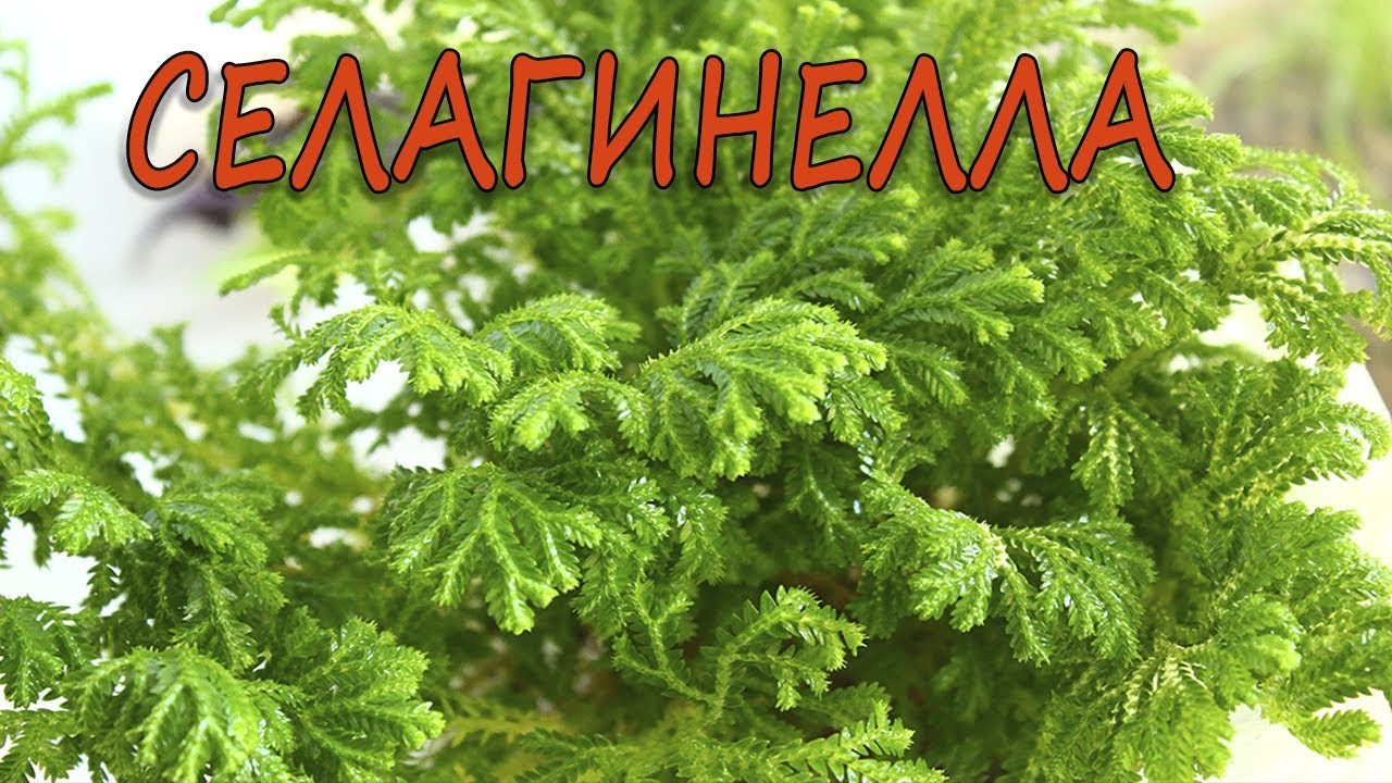 Моя новинка - Селагинелла. [Надежда и мир]