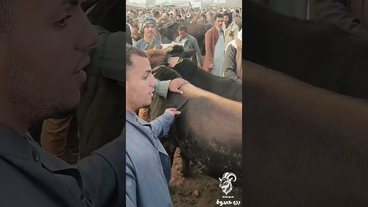 عجلين احتار الجميع في ميزانهم وصلوا لسعر خيالي 😱🐄👉