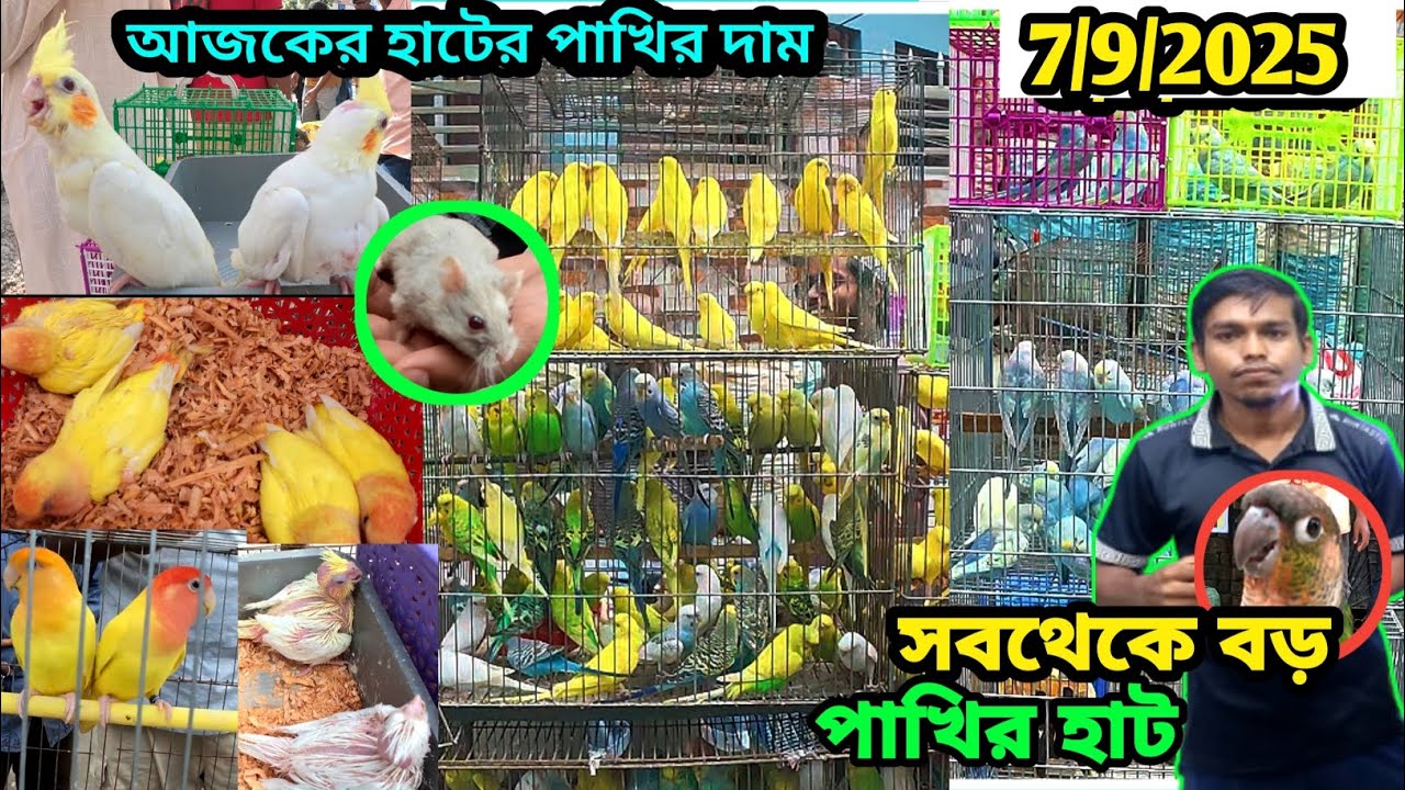 খুলনা বিভাগে সবথেকে বড় পাখির হাট #marufbillarubel bird  price ni Bangladesh #foryou #birds 