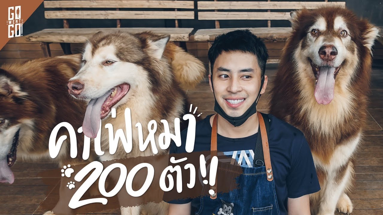 คาเฟ่​ที่มี​น้องหมา 200​ ตัว!! แถมแมว​ และ​หมูแคระ