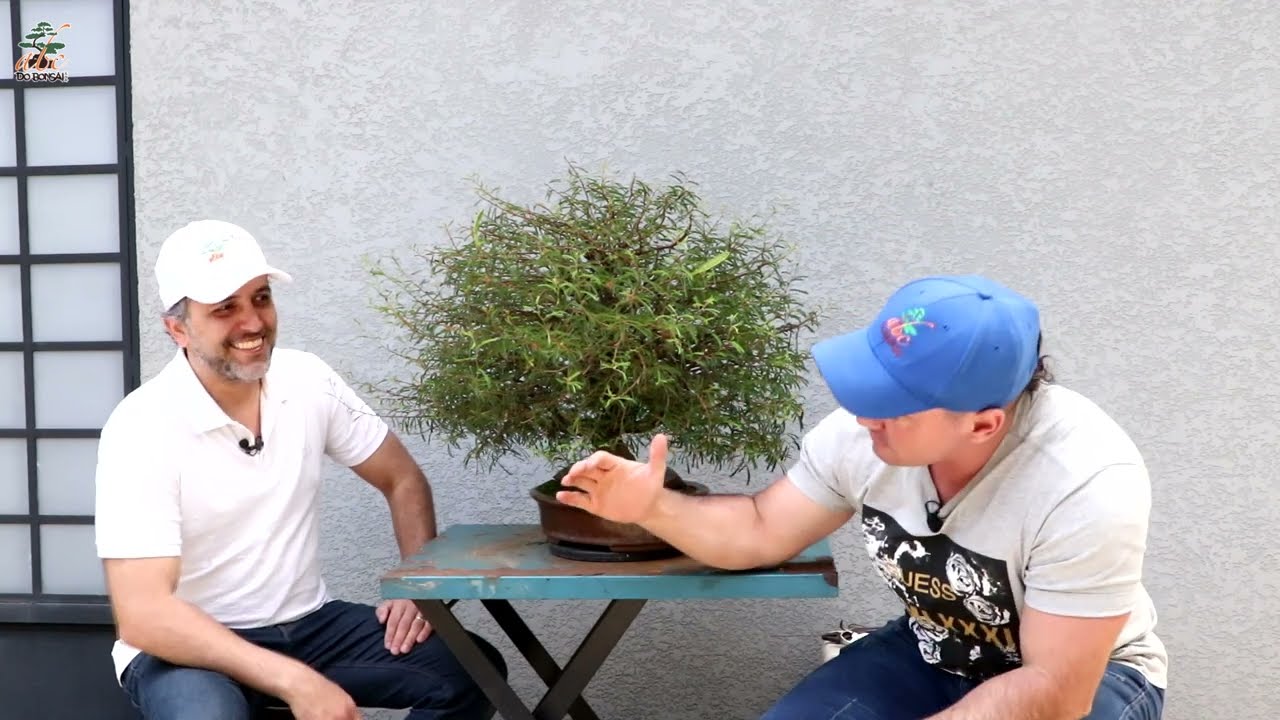 TRABALHANDO O BONSAI DE UM INSCRITO DO CANAL CALLIANDRA ROSA