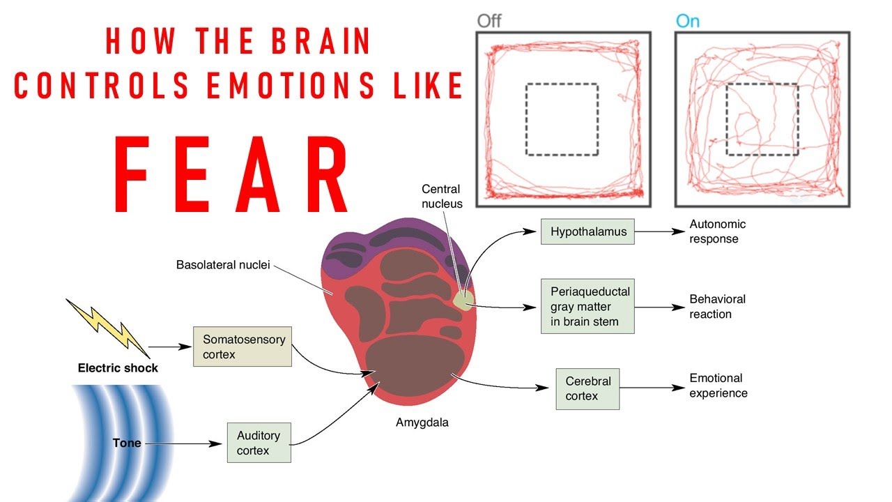 Introduction to Neuroscience 2: Lecture 22:Emotion and the Amygdala