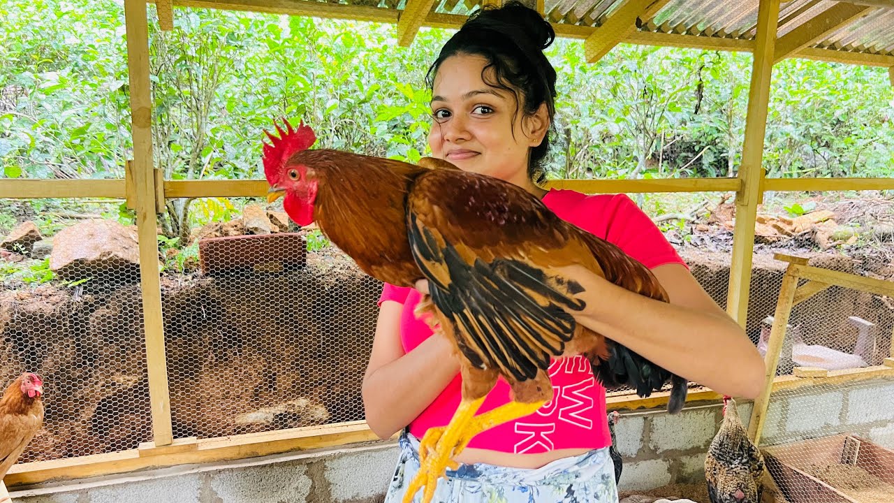 කුකුල් සටන | Our new farm | Farm video part 02