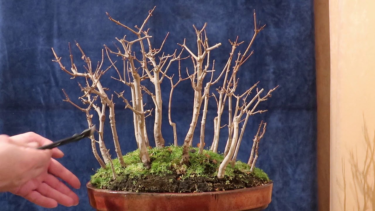 Acer campestre (jugastru) pădure - proiect bonsai / Ep. 3 Tăiere de formare