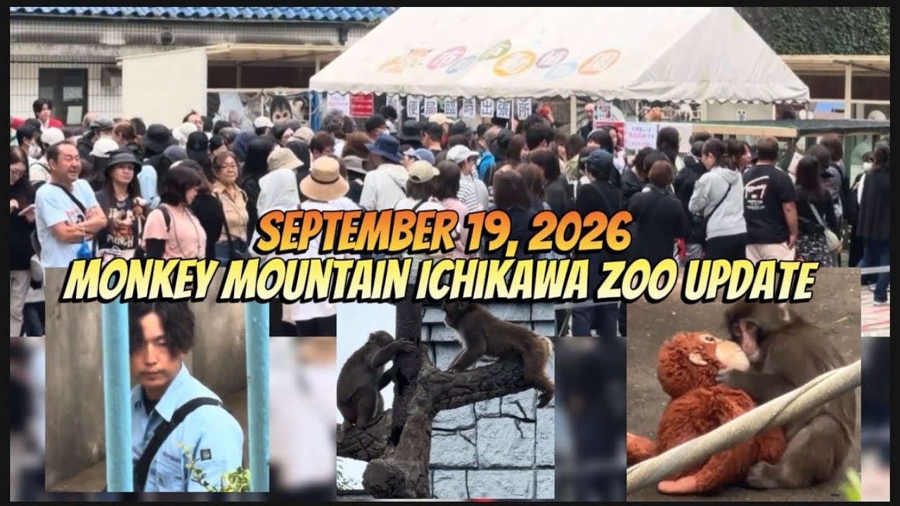 Punch-Kun is Back!! Monkey Mountain Ichikawa Zoo  19th September #punch #zookeeper #ichikawa #zoo 