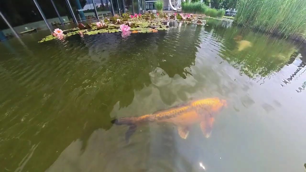 Rein in den Teich #insta360 #outdoor 